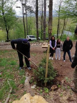 zasaditev smrekic (6)